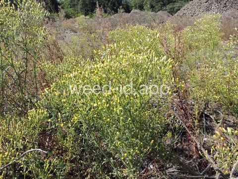 groundsel, woodland
